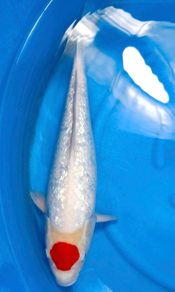 Koi Fish: 18