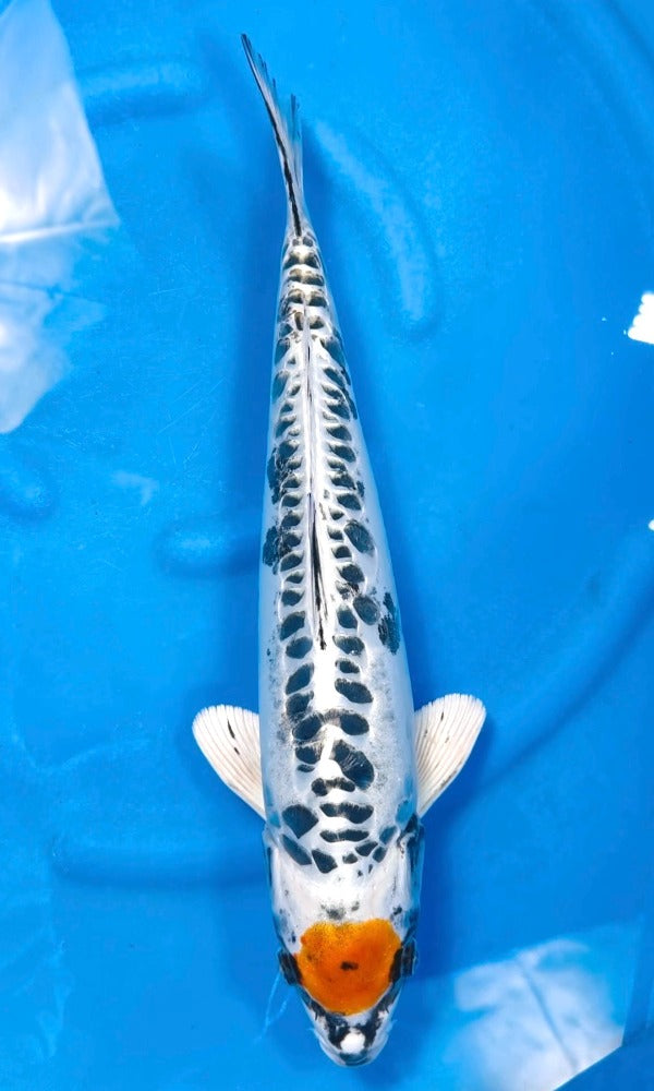 (OF13) 17" Ofuchi Doitsu Tancho Kujaku