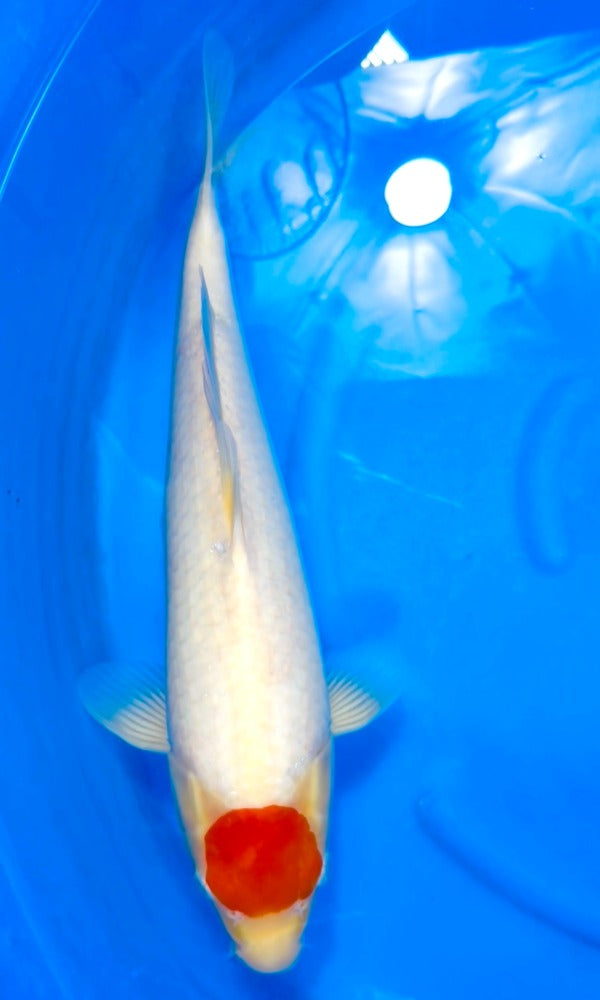 Koi Fish: ±17