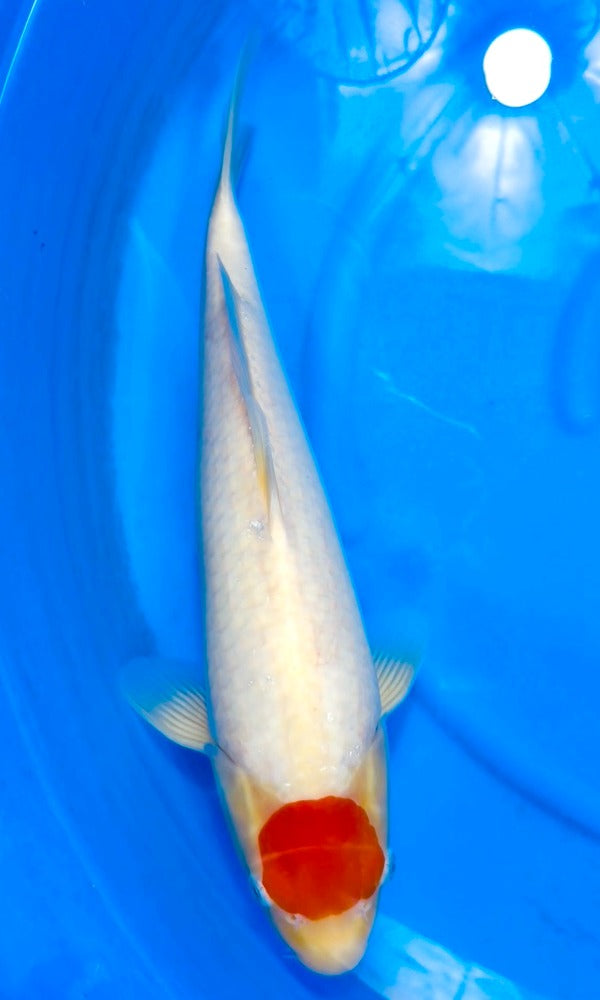 (SA35) ±17" Saito Tancho Kohaku