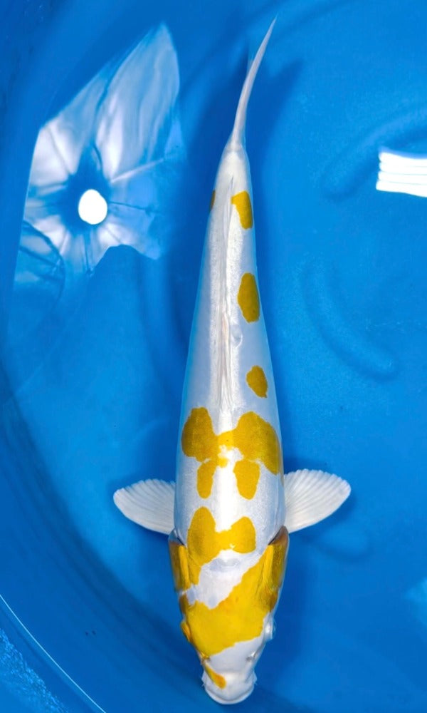 (OF14) 19" Ofuchi Doitsu Lemon Hariwake