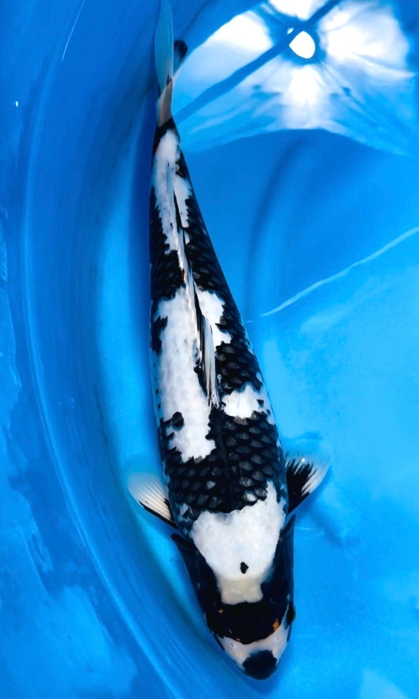 (OF15) 17" Ofuchi Sumizakura