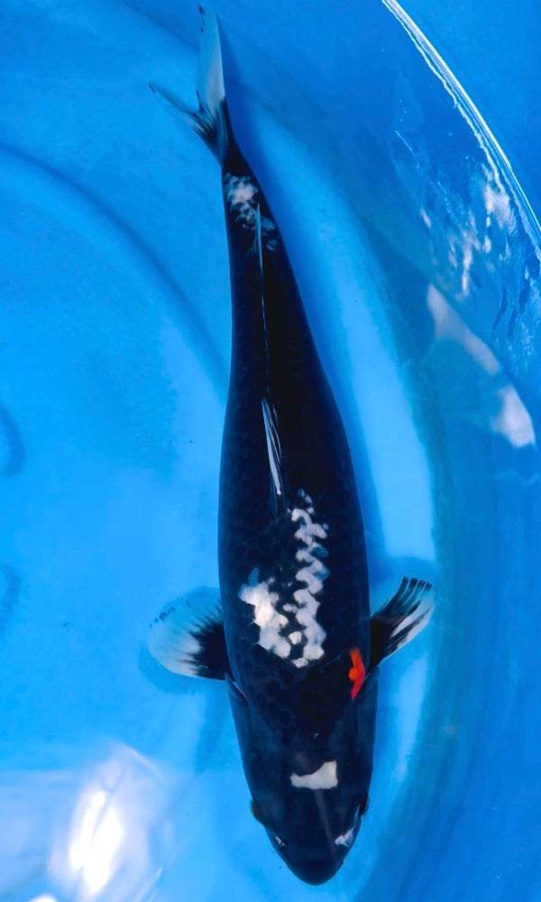 (OF16) 17" Ofuchi Sumizakura