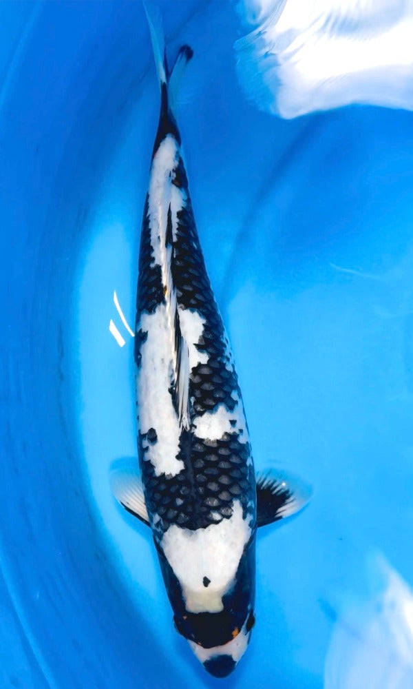 Koi Fish: 17