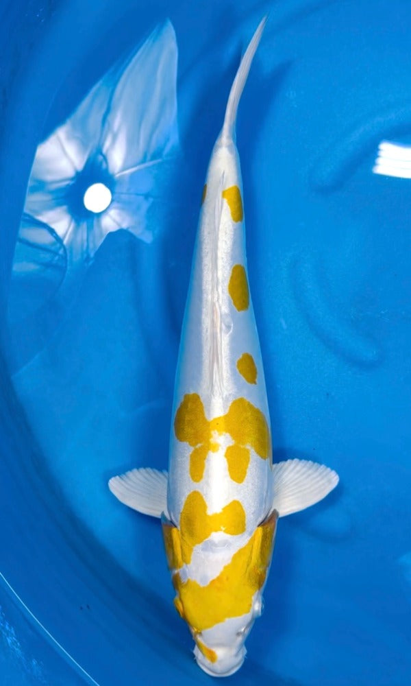 Koi Fish: 19
