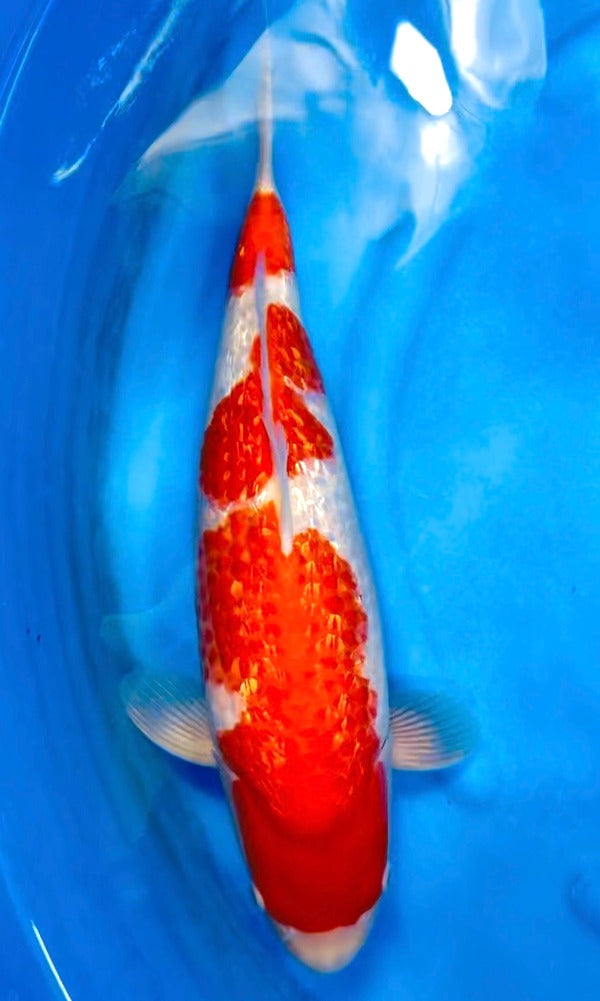 (OF19) 17" Saito Ginrin Kohaku 3 Step