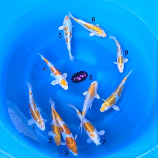 (K96) 9-12” Koda Lemon Hariwake Tosai (Highest Quality of Season)