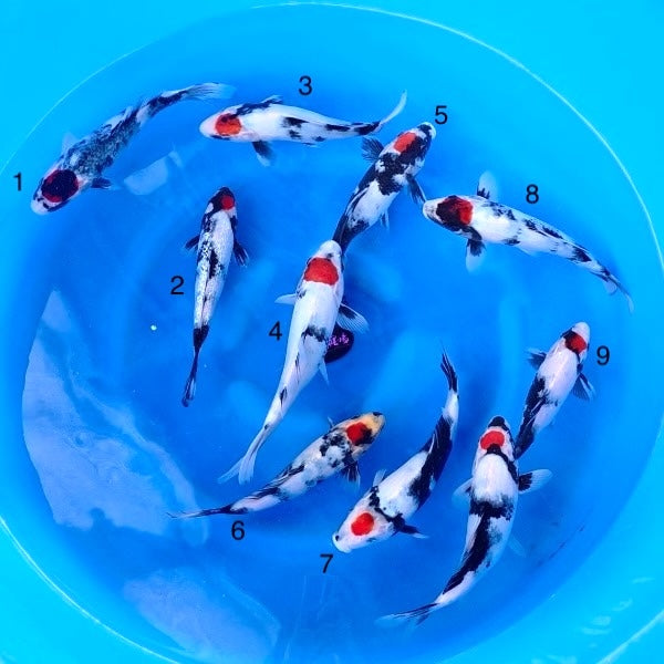 (K97) 9-12” Koda Tancho Showa Tosai (Highest Quality of Season)