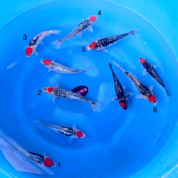 (K99) 9-12” Koda Aragoke Tancho Goshiki Tosai (Highest Quality of Season)