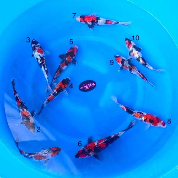 (K100) 9-12” Koda Ginrin Showa Tosai (Highest Quality of Season)