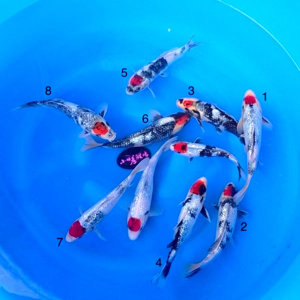 (K101) 9-12” Koda Ginrin Tancho Showa Tosai (Highest Quality of Season)