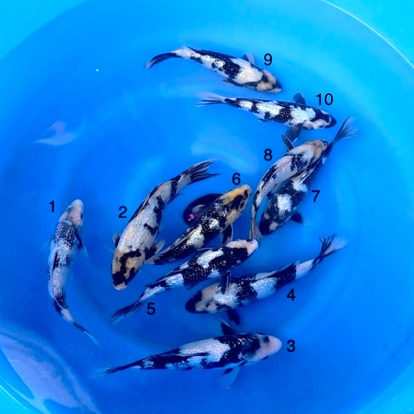 (K102) 9-12” Koda Ginrin Shiro Utsuri Tosai (Highest Quality of Season)