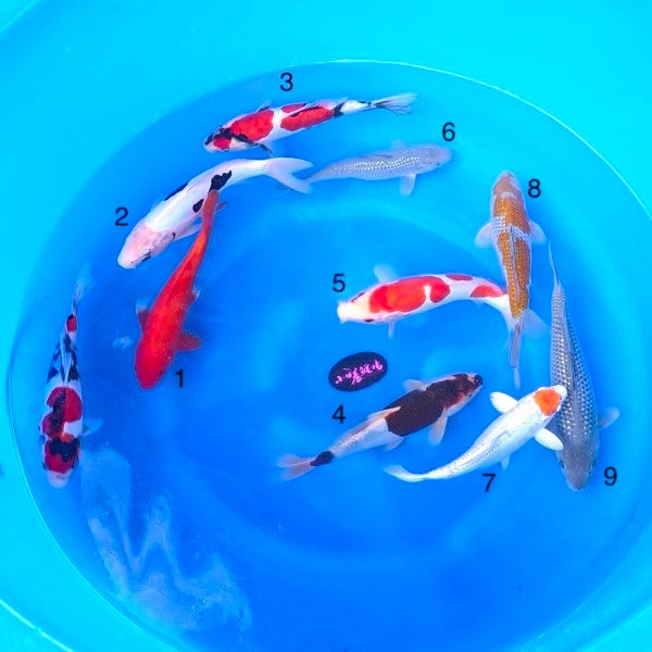 (K103) 9-12” Koda Mixed Tosai (Highest Quality of Season)