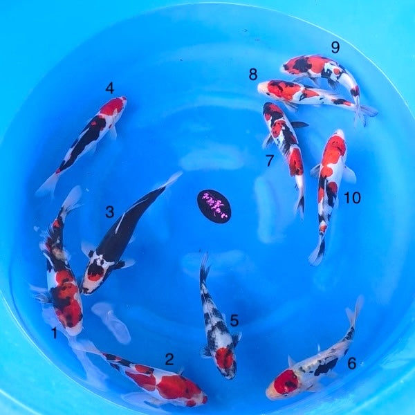 (K94) 9-12” Koda Doitsu Showa, Tancho, Beni Kumonryu Tosai (Highest Quality of Season)