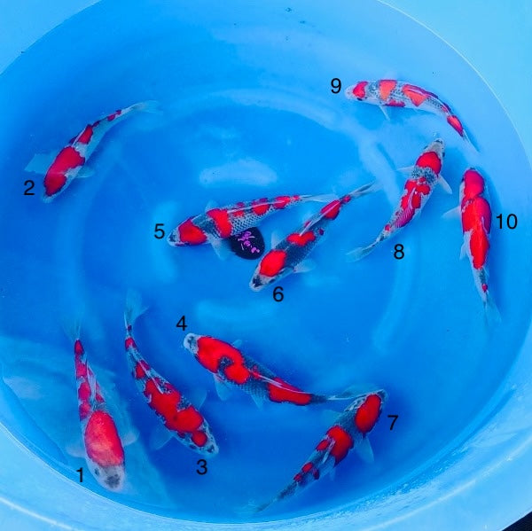 (K95) 9-12” Koda Goshiki Tosai (Highest Quality of Season)