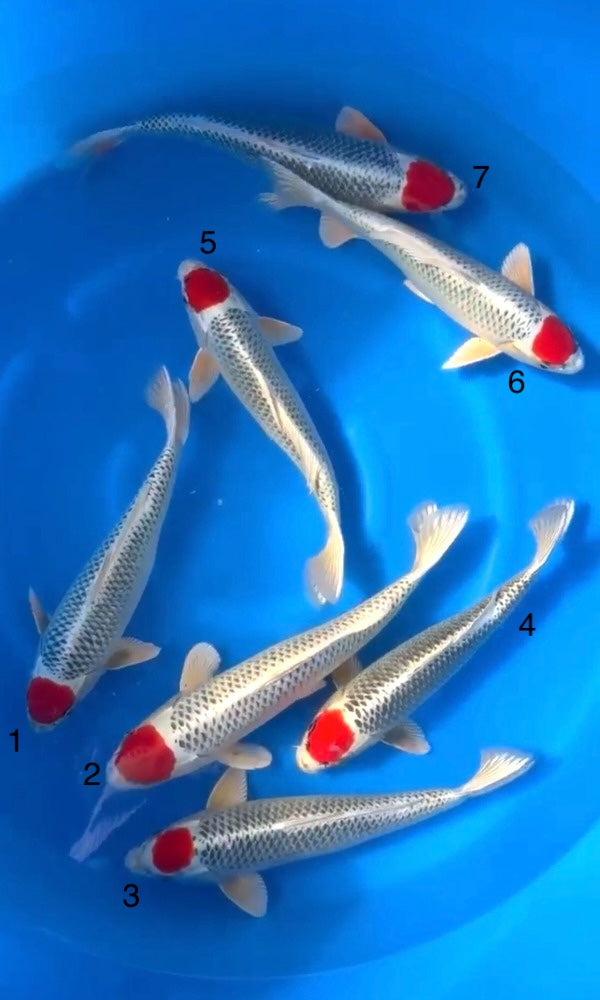 (KN02) 17-21" Kaneko Tancho Kujaku