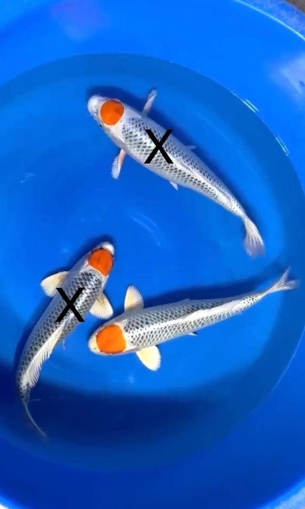 (KN03) 17" Kaneko Tancho Kujaku (Azukari)