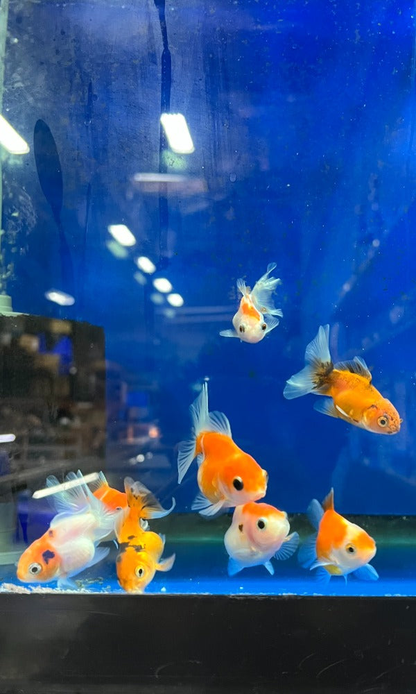 (GF01) 1.5" TL Oranda Goldfish