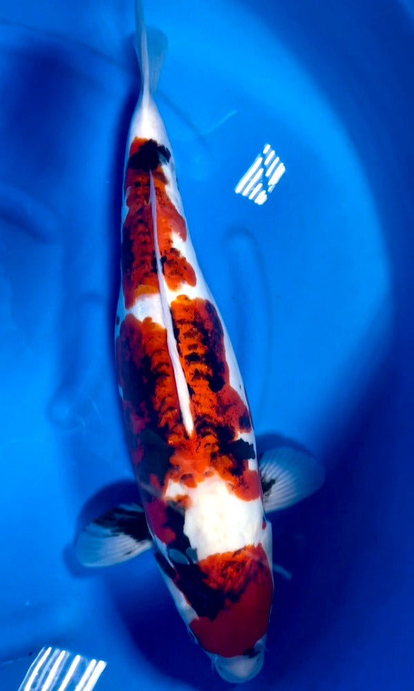 Niigata Breeder: Hiroi - Genkikoi