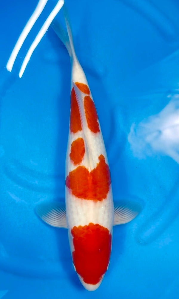 (OF18) 17.5" Saito Kohaku 3 Step
