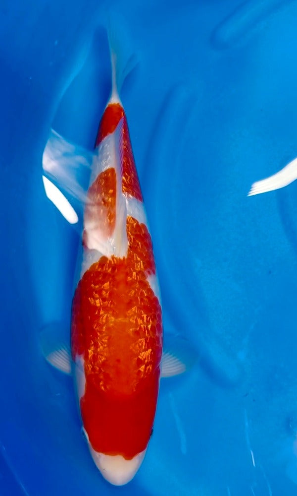 (OF17) 17.5" Saito Ginrin Kohaku Inazuma