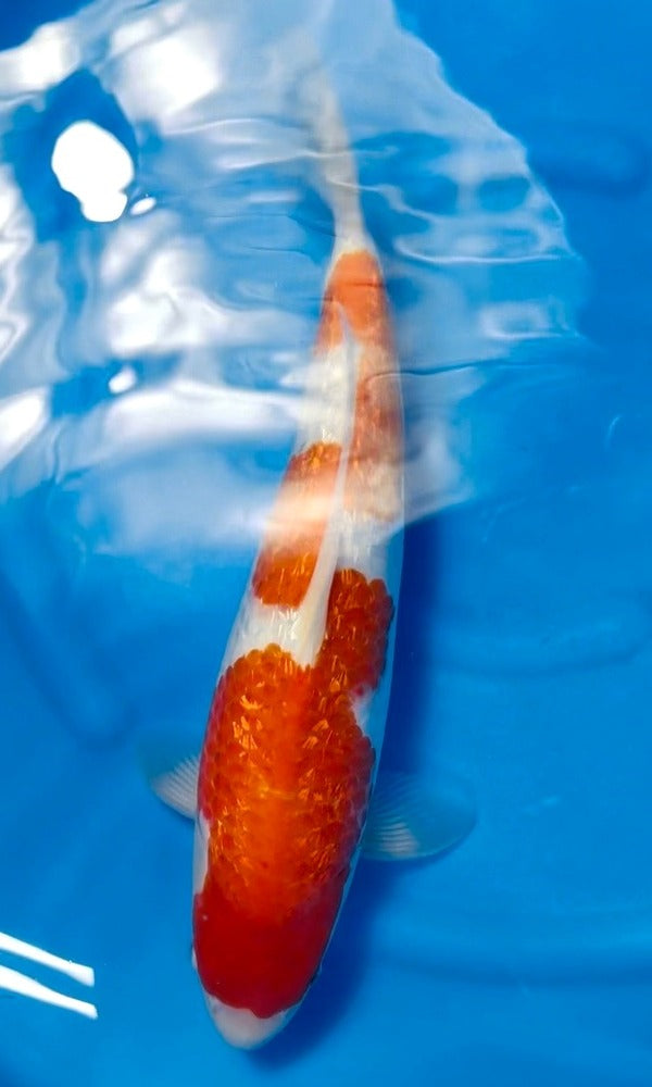 Koi Fish: 17