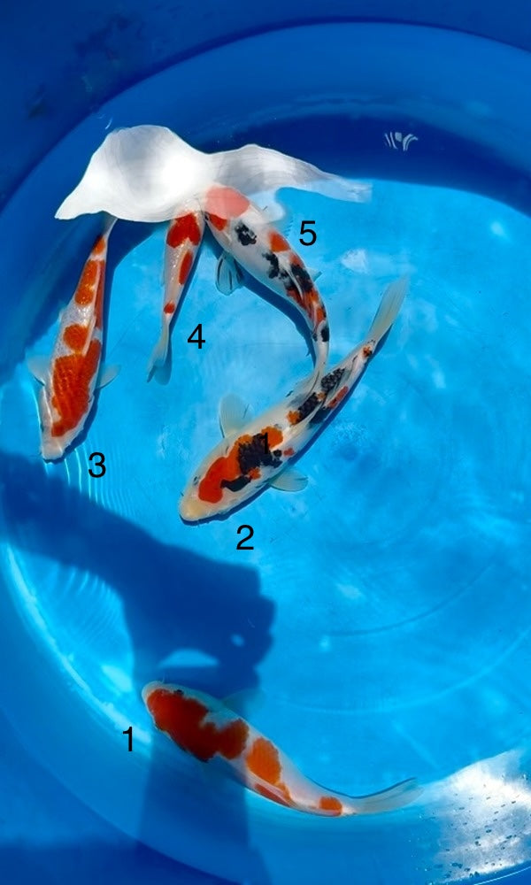 (S53) 8-10" Sakai Co. Sanke, Kohaku, & Ginrin Koromo Tosai