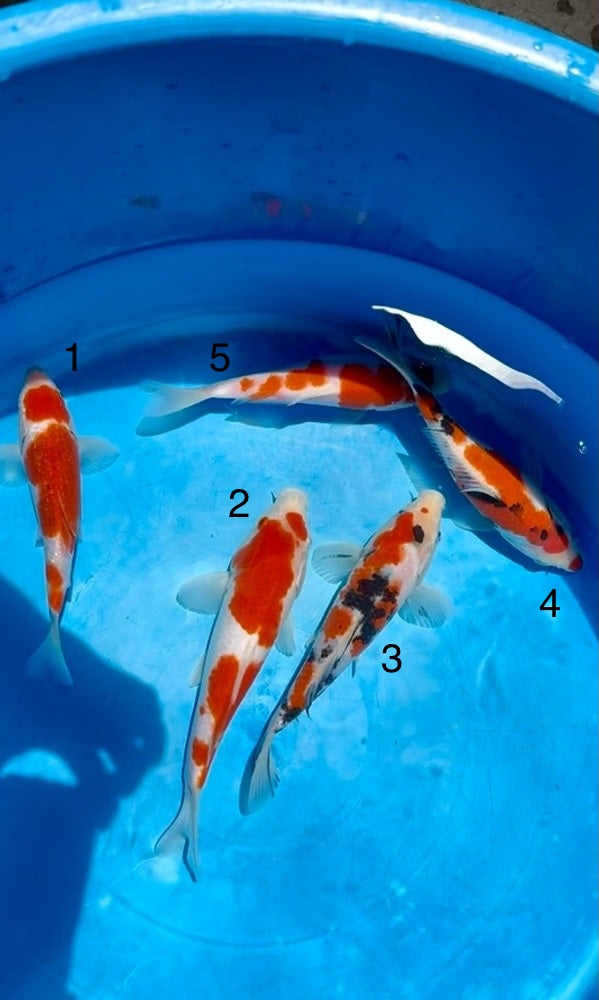(S54) 8-10" Sakai Co. Sanke, Kohaku, & Ginrin Koromo Tosai