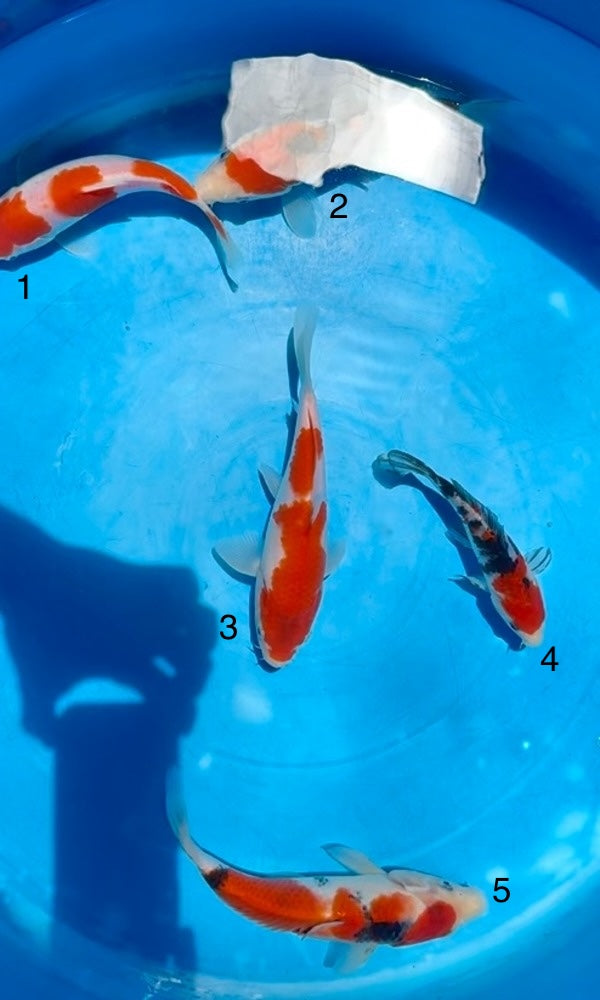 (S57) 6-8" Sakai Co. Sanke & Kohaku Tosai