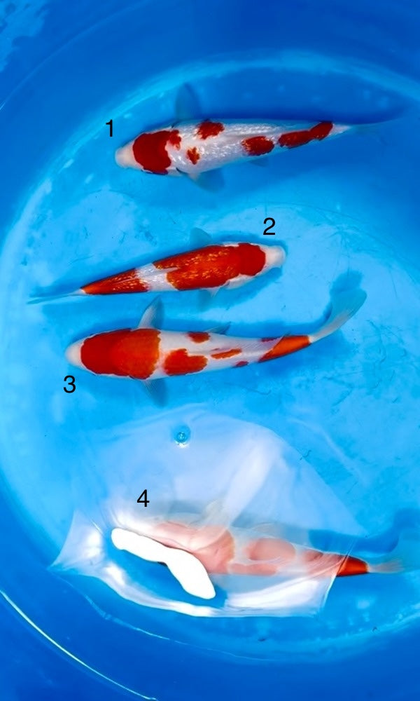 (SA44) *High Quality* 10-13" Saito Kohaku & Ginrin Kohaku Jumbo Tosai