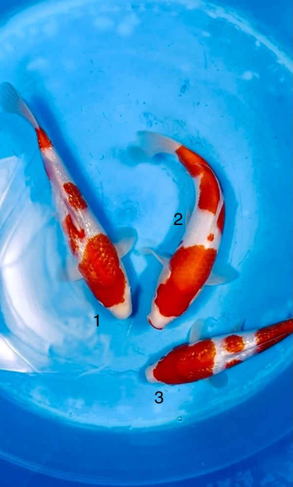 (SA45) *High Quality* 10-13" Saito Kohaku & Ginrin Kohaku Jumbo Tosai