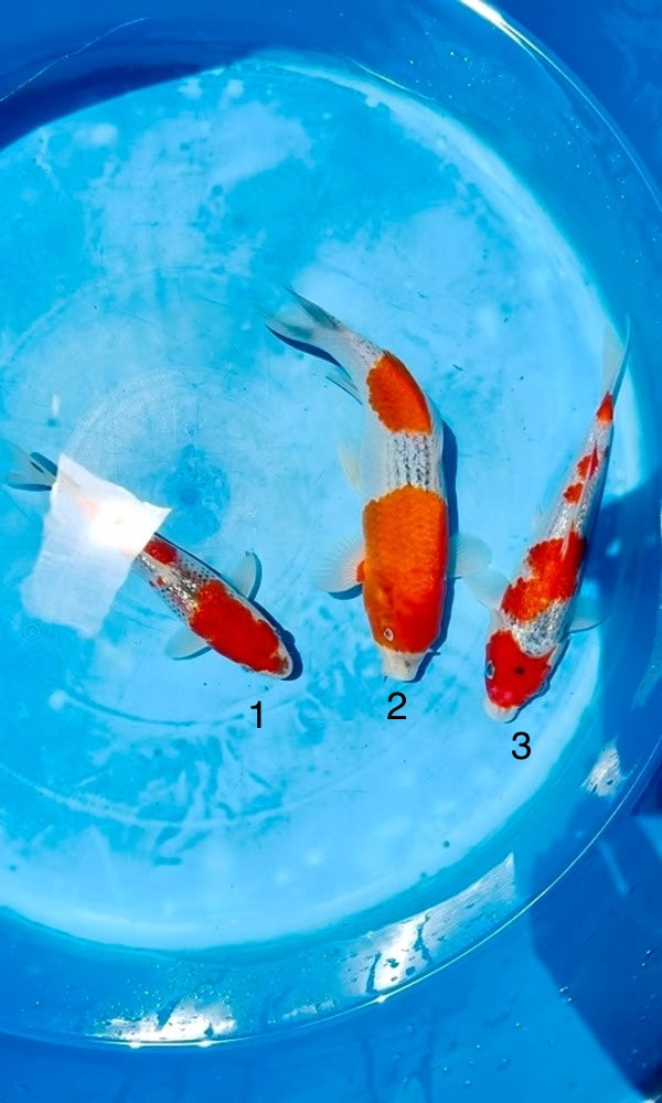 (K95) 8-12" Koda Goshiki Tosai Mix