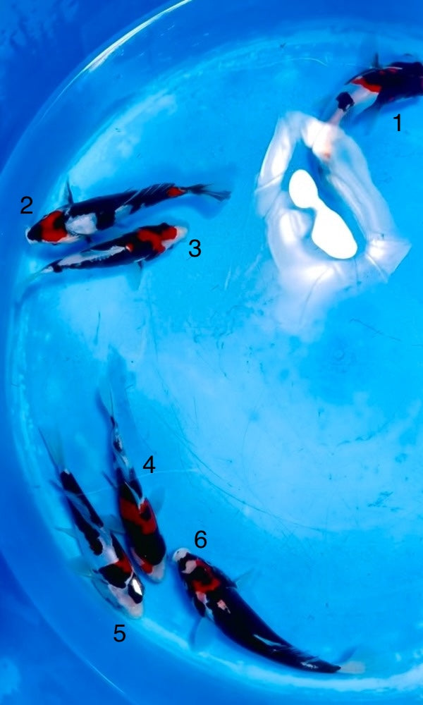 (K102) *Beautiful Colors* 6-8" Koda Doitsu Showa & Beni Kumonryu Tosai