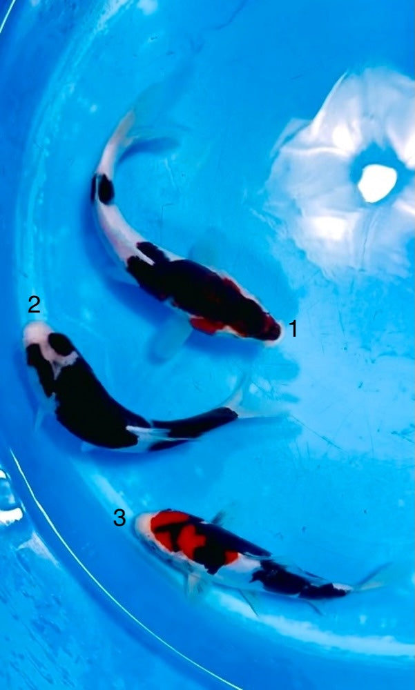 (K103) *Beautiful Colors* 6-8" Koda Doitsu Showa & Beni Kumonryu Tosai