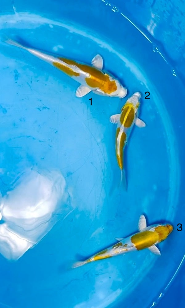 (K101) *Beautiful Color* 6-8" Koda Doitsu Lemon Hariwake Tosai