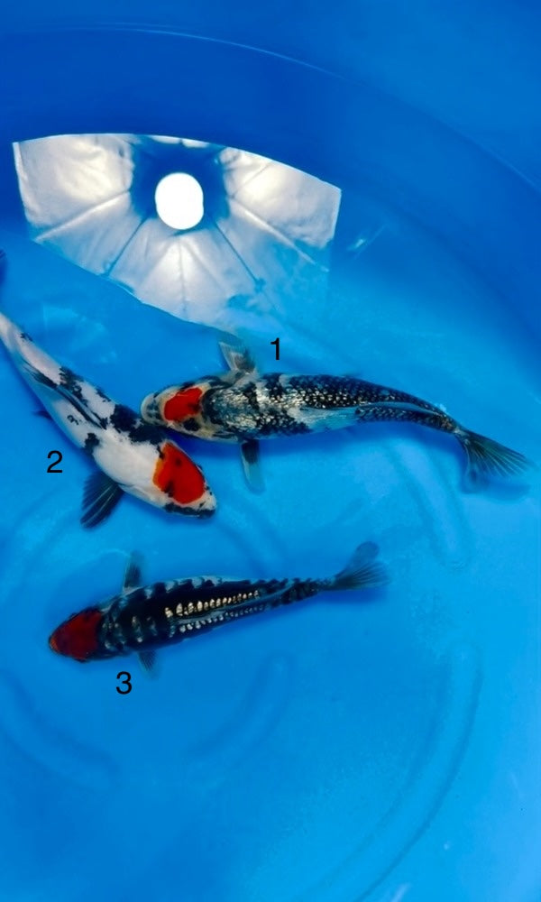 (K106) *High Quality* 8-10" Koda Doitsu Ginrin Tancho Goshiki, Doitsu Tancho Showa, & Ginrin Tancho Showa Tosai