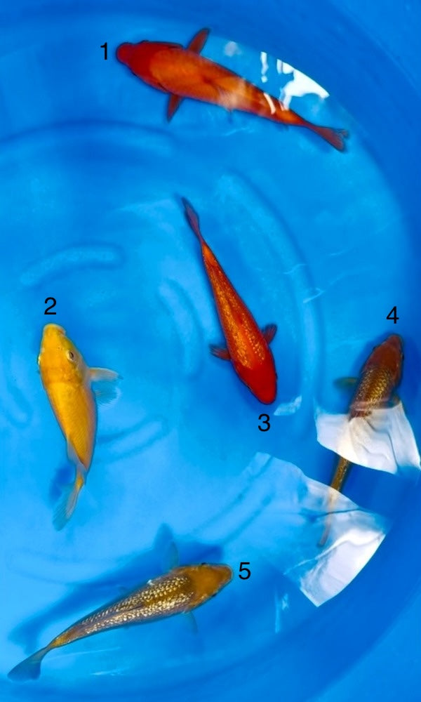 (D27) 7-9" Dainichi "Yellow Monkey" Karashigoi & "Red Tiger" Benigoi Tosai