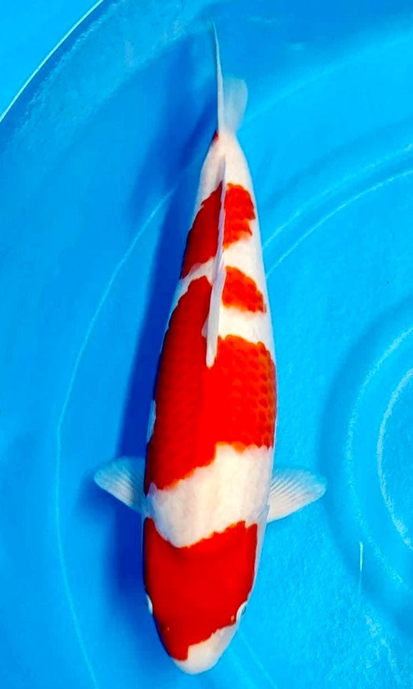 (YA1) 20+" Yamaguchi Kohaku