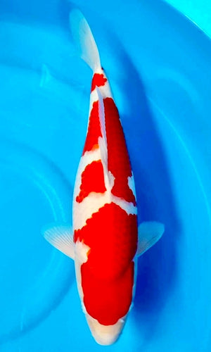 (YA2) 20+" Yamaguchi Kohaku