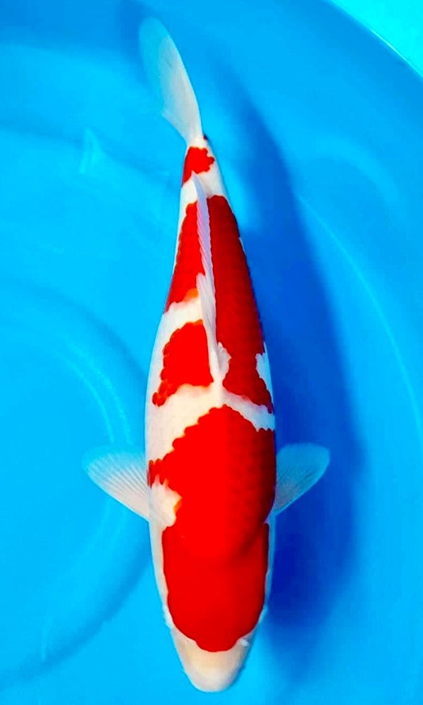 (YA2) 20+" Yamaguchi Kohaku