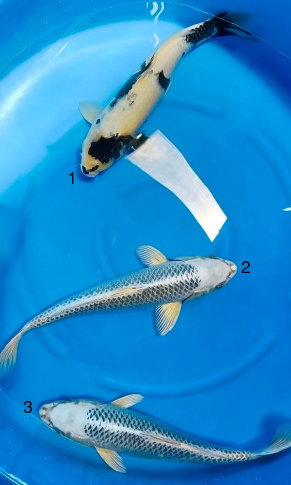 (O41) *Special Sale* 15-18" Omosako Ginrin Matsuba & Shiro Utsuri