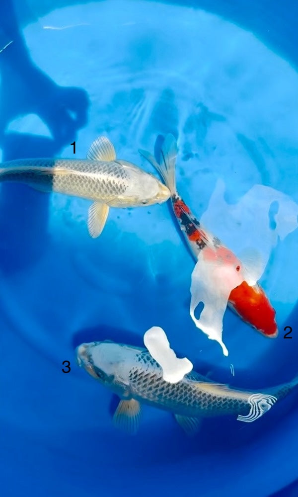 (O48) *Special Sale* 15-18" Omosako Ginrin Matsuba & Sanke