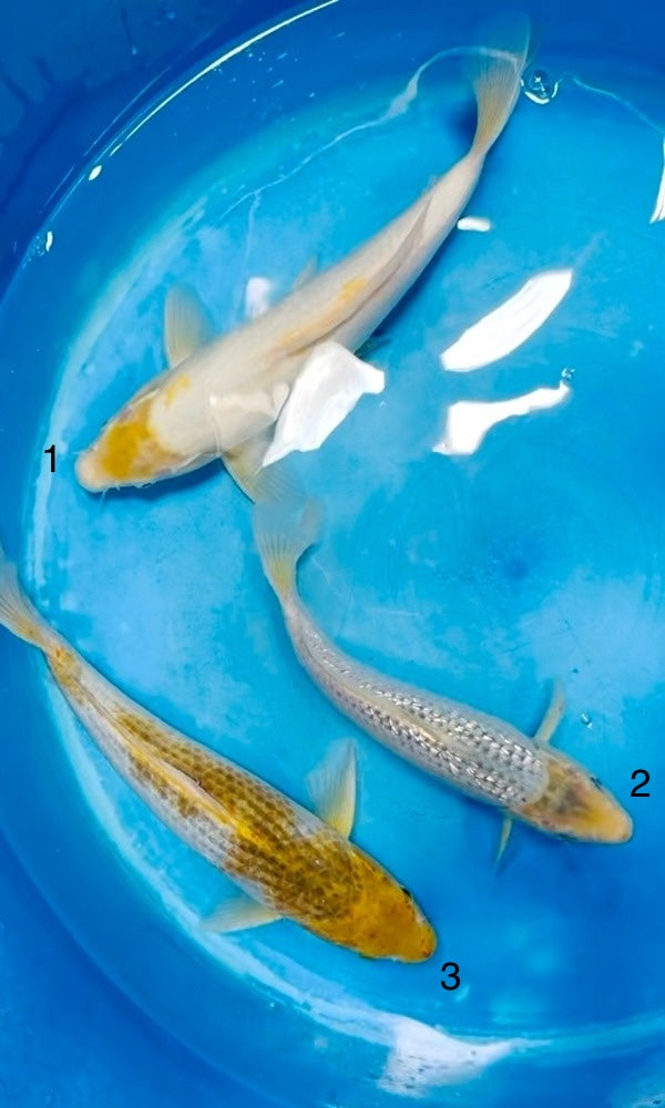 (TA18) 12-15" Taniguchi Golden Corn