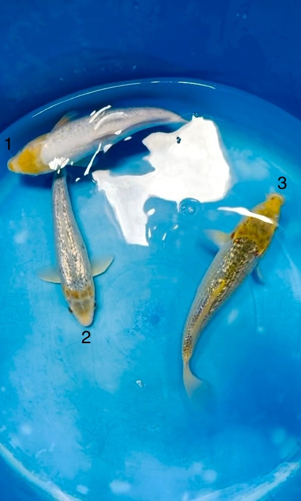 (TA19) 12-15" Taniguchi Golden Corn