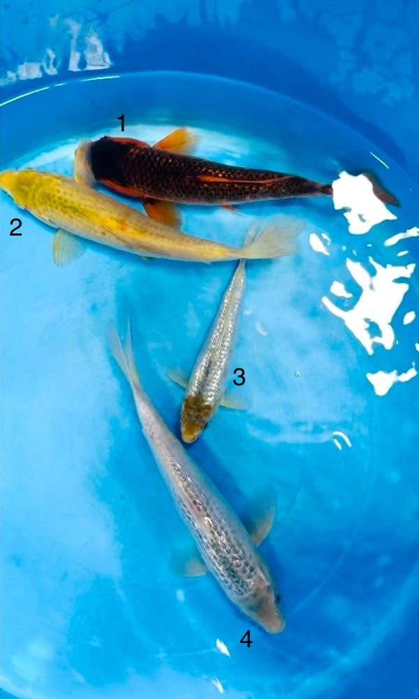 (TA20) 9-12" Taniguchi Golden Corn