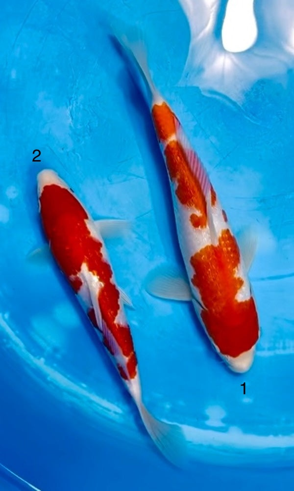 (YAMA01) 8-10” *Show Grade* Maruyama Ginrin Kohaku Tosai