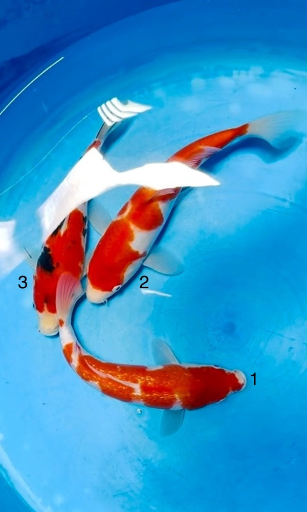 (SA49) 8-11” Saito Kohaku, Ginrin Kohaku, & Sanke Tosai