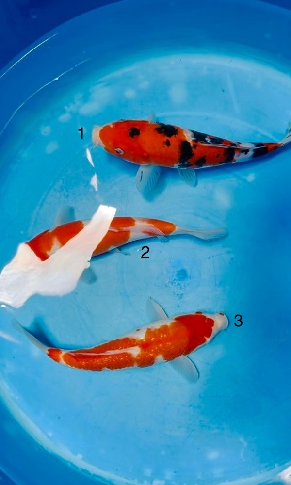 (SA50) 8-11” Saito Kohaku, Ginrin Kohaku, & Sanke Tosai