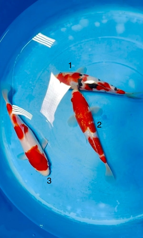(SA51) 8-11” Saito Kohaku, Ginrin Kohaku, & Sanke Tosai