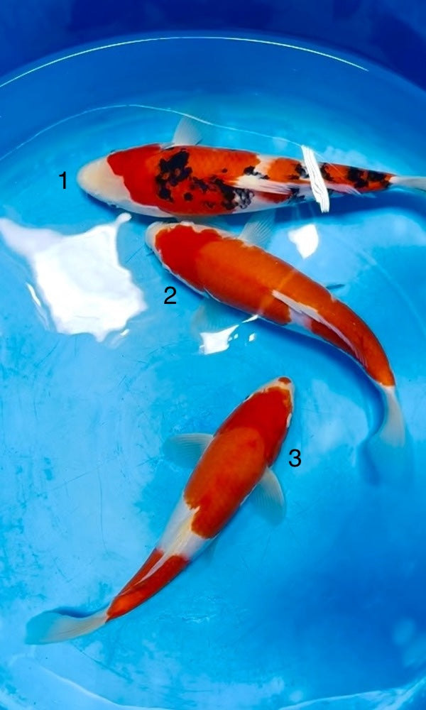 (S61) 8-10” Sakai Co. Kohaku & Sanke Tosai